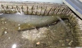 新闻爆料鳄雀鳝视频大全,惊现水中霸主！鳄雀鳝视频大全揭秘神秘生物